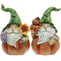 Floristik24 Gnome d&#39;automne décoration citrouille gnome assorti H11.5cm 2pcs