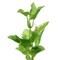 Floristik24 Branche de houblon 70cm vert 2pcs Plante artificielle comme la vraie !