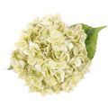 Hortensia artificielle avec tige longue et feuilles 60 cm crème-vert | Floristik24.fr