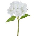 Hortensia 35cm blanc