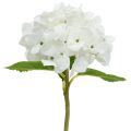 Floristik24 Hortensia déco blanc 36cm