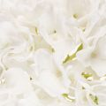 Hortensia artificielle blanche sur tige longue 48 cm en plastique | Floristik24.fr