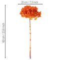 Hortensia conservée teintée orange grande fleur avec tige longue 60 cm | Floristik24.fr