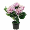Floristik24 Fleurs d&#39;hortensia en soie dans un pot lilas 35cm