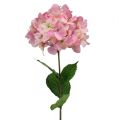 Floristik24 Hortensia rose 68 cm