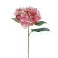 Floristik24 Hortensia fleur de jardin artificielle rose et verte avec bourgeons 52cm
