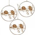Floristik24 Pendentif en métal, hérisson sur branche, décoration automne, anneau décoratif, cadre en acier inoxydable Ø15.5cm 3pcs