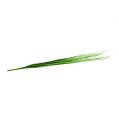 Floristik24 Isolepsisgrass vert clair 85cm 1p