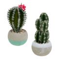Floristik24 Cactus en pot mix H13cm 4pcs