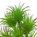Floristik24 Branches de cactus 20cm vert clair 3pcs