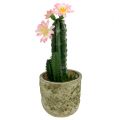 Floristik24 Cactus en pot avec fleur rose H. 21 cm