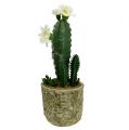Floristik24 Cactus dans un pot avec fleur 21cm blanc