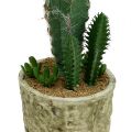 Floristik24 Cactus dans un pot avec fleur 21cm blanc