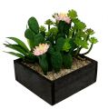 Floristik24 Cactus avec fleur 14cm dans une boîte en bois