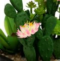 Floristik24 Cactus avec fleur 14cm dans une boîte en bois