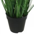 Floristik24 Carex artificiel en pot avec piques Plante artificielle Carex 98cm