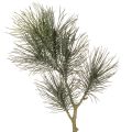 Floristik24 Branche de pin artificielle 70 cm pour décoration de table et vase