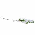 Floristik24 Branche de fleur de cerisier blanche artificielle 103 cm
