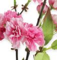 Floristik24 Branche de fleur de cerisier rose 77cm