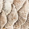 Couronne en champignon naturel blanchi avec support en fibre 37 cm pour décoration intérieure | Floristik24.fr