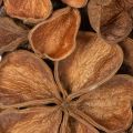 Couronne décorative en lotus séché 35 cm, marron | Floristik24.fr