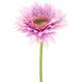 Floristik24 Fleurs artificielles Gerbera violet 47 cm - Lot de 6