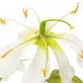 Kunststoff Gloriosa