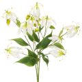 Kunststoff Gloriosa