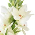 Floristik24 Fleur artificielle étoile de lait blanche 50cm