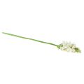 Floristik24 Fleur artificielle étoile de lait blanche 50cm