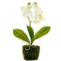 Floristik24 Orchidées artificielles Fleur artificielle orchidée blanche 20cm
