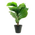 Floristik24 Plante artificielle en pot Ficus plante artificielle en pot 42cm