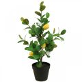 Floristik24 Citronnier artificiel en pot Citronnier H65cm