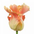 Floristik24 Fleur artificielle, tulipe perroquet orange, fleur de printemps 63cm
