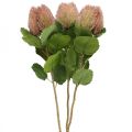 Floristik24 Fleurs Artificielles, Banksia, Proteaceae Blanc-Violet L58cm H6cm