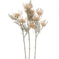 Floristik24 Fleurs Artificielles, Fleur en Coussinet, Leucospermum, Proteaceae Blanc Lavé L58cm 3pcs