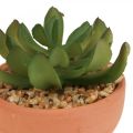 Floristik24 Plantes artificielles en pots succulentes artificielles H9cm 3pcs