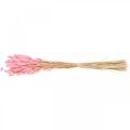 Floristik24 Lagurus herbe de queue de lapin séchée rose clair 65-70cm 100g