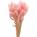 Floristik24 Lagurus herbe de queue de lapin séchée rose clair 65-70cm 100g