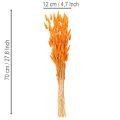 Lagurus séché 70 cm 100g en couleur orange | Floristik24.fr