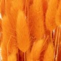 Lagurus séché 70 cm 100g en couleur orange | Floristik24.fr