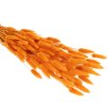 Lagurus séché 70 cm 100g en couleur orange | Floristik24.fr