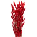 Floristik24 Lagurus séché bouquet fleurs séchées rouges 70 cm 100 g
