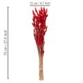 Lagurus séché bouquet fleurs séchées rouges 70 cm 100 g | Floristik24.fr