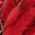Lagurus séché bouquet fleurs séchées rouges 70 cm 100 g | Floristik24.fr