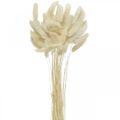 Floristik24 Lagurus herbe de queue de lapin séchée blanchie 40-50cm 50p