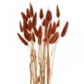 Floristik24 Herbe séchée rouge rouille, décoration naturelle, lagurus, fleuristerie sèche L45–50cm 30p