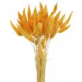Floristik24 Lagurus Yellow Velvet Herbe Queue de Lapin Herbe L40–55cm 25g