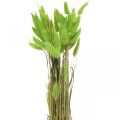 Floristik24 Velours vert d&#39;herbe, lagurus, décoration sèche, foin d&#39;odeur séché L18-50cm 25g