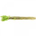 Floristik24 Velours vert d&#39;herbe, lagurus, décoration sèche, foin d&#39;odeur séché L18-50cm 25g